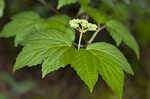 Mapleleaf viburnum